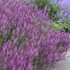 Circles & Spires Collection 5 Circles & Spires Collection -Pure Botanica pl2000041243 card3 lg