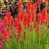 Kniphofia 'Redhot Popsicle' (Popsicle Series)