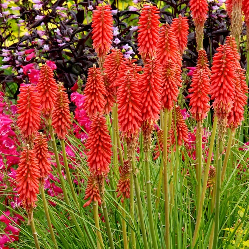 Kniphofia 'Redhot Popsicle' (Popsicle Series) 1 Kniphofia 'Redhot Popsicle' (Popsicle Series)