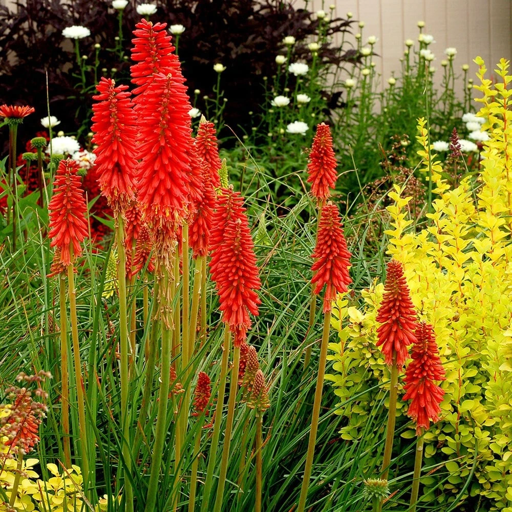 Kniphofia 'Redhot Popsicle' (Popsicle Series) 2 Kniphofia 'Redhot Popsicle' (Popsicle Series) - Image 2