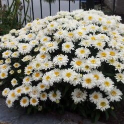 New Release 1 Leucanthemum × Superbum Freak! ('Leuz0001') (PBR)