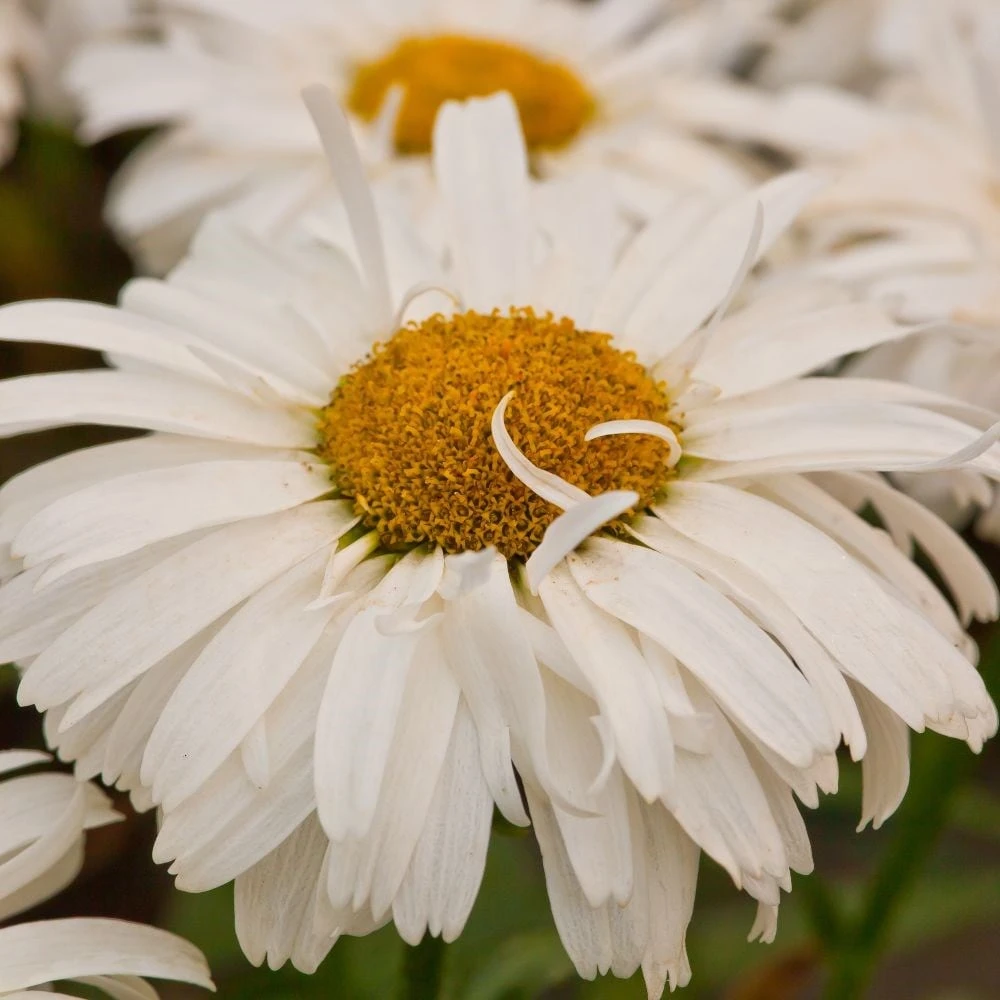 Leucanthemum × Superbum Freak! ('Leuz0001') (PBR) 2 Leucanthemum × Superbum Freak! ('Leuz0001') (PBR) - Image 2