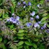 Polemonium 'Heaven Scent' (PBR)