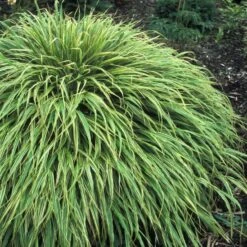 Hakonechloa Macra 'Albovariegata'