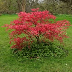 Acer Palmatum 'Beni-maiko' -Pure Botanica pl2000041404 card4 lg