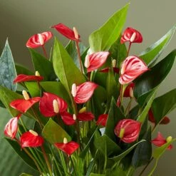 Anthurium 'Million Flowers' -Pure Botanica pl2000041447 card4 lg