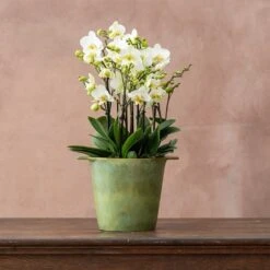 Phalaenopsis 'Bellissimo Bella' 5 Phalaenopsis 'Bellissimo Bella' -Pure Botanica pl2000041450 card3 lg