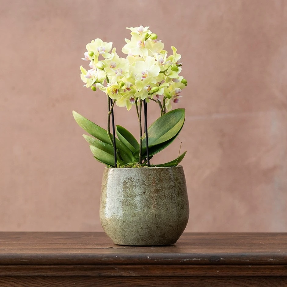 Phalaenopsis 'Boquetto Sensation' 1 Phalaenopsis 'Boquetto Sensation'