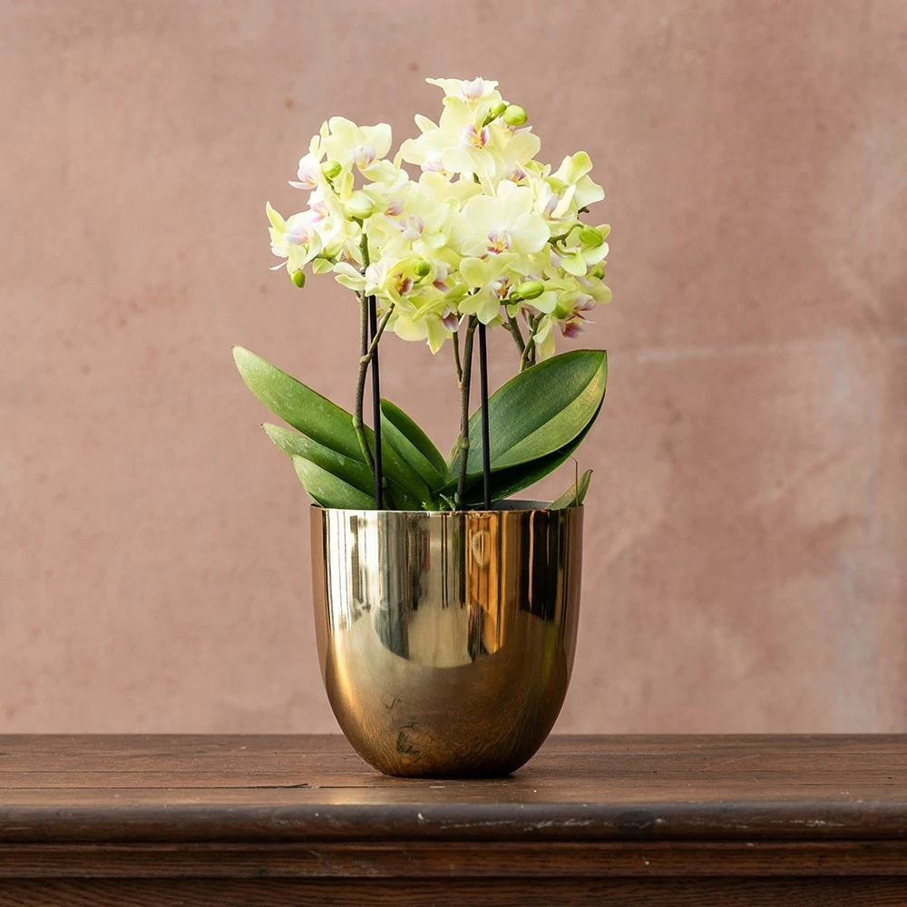 Phalaenopsis 'Boquetto Sensation' 2 Phalaenopsis 'Boquetto Sensation' - Image 2