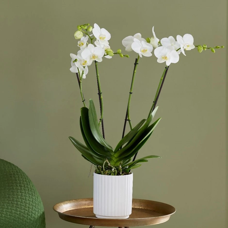 Phalaenopsis Theatro With Pot Cover 1 Phalaenopsis Theatro With Pot Cover
