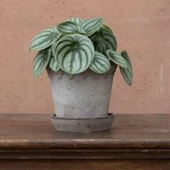 Peperomia Argyreia