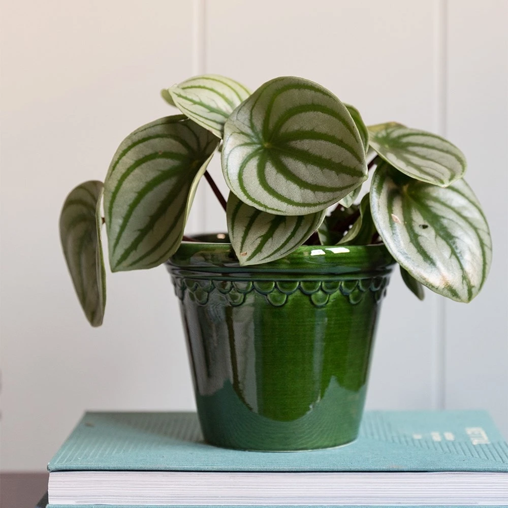 Peperomia Argyreia 2 Peperomia Argyreia - Image 2