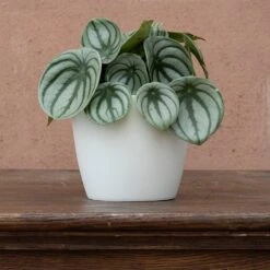 Peperomia Argyreia 6 Peperomia Argyreia -Pure Botanica pl2000041477 card3 lg