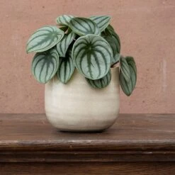 Peperomia Argyreia 7 Peperomia Argyreia -Pure Botanica pl2000041477 card4 lg