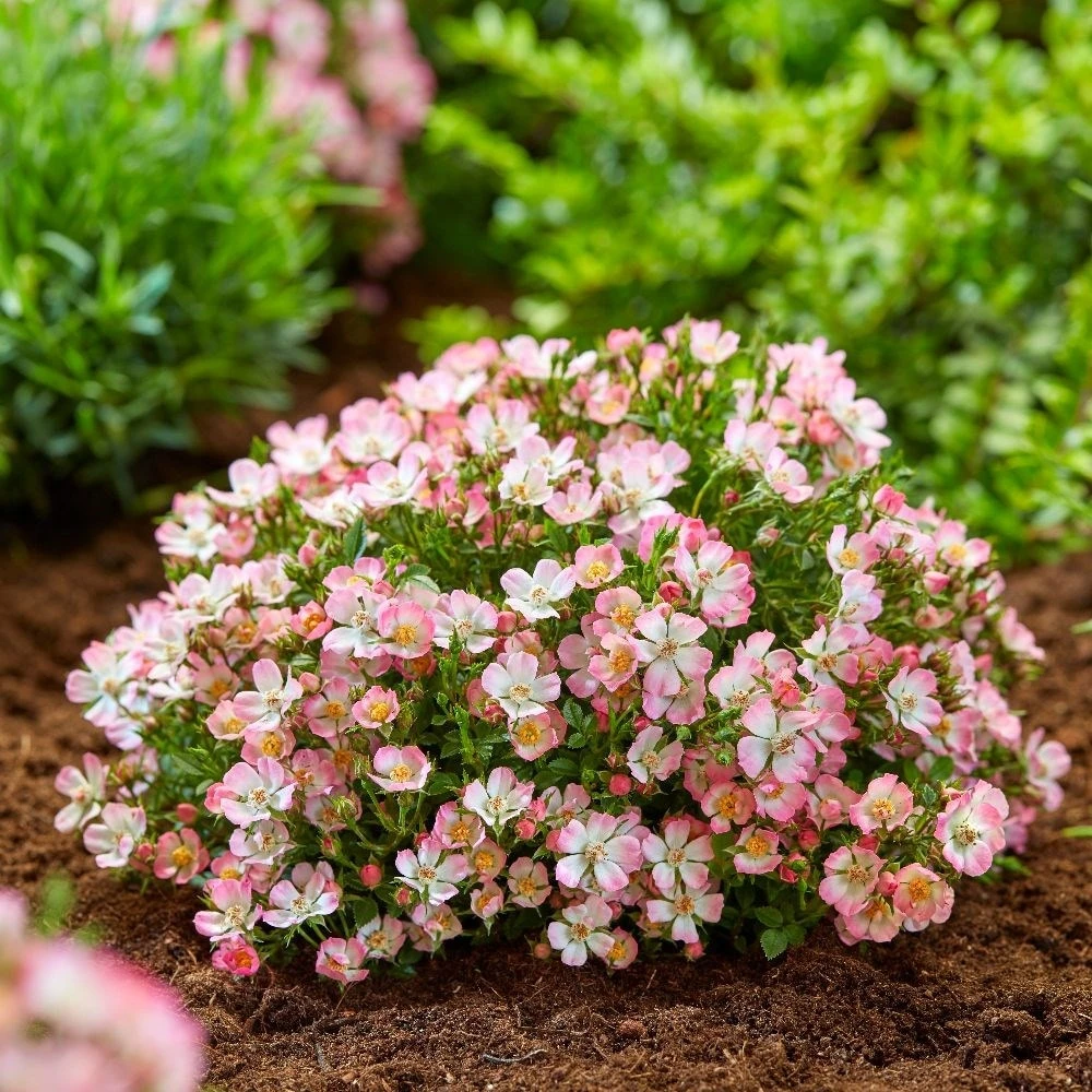 Rosa Cutie Pie ('ROP007') (PBR) 2 Rosa Cutie Pie ('ROP007') (PBR) - Image 2