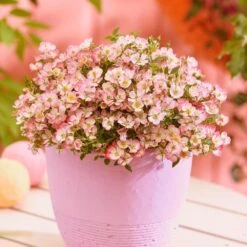 Rosa Cutie Pie ('ROP007') (PBR) 8 Rosa Cutie Pie ('ROP007') (PBR) -Pure Botanica pl2000041521 card3 lg