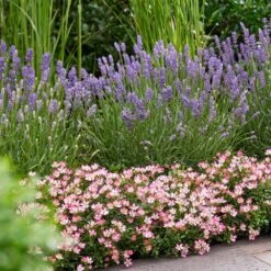 Rosa Cutie Pie ('ROP007') (PBR) 9 Rosa Cutie Pie ('ROP007') (PBR) -Pure Botanica pl2000041521 card4 lg