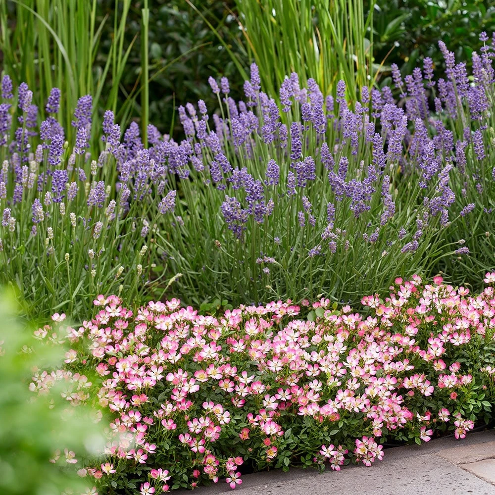 Rosa Cutie Pie ('ROP007') (PBR) 4 Rosa Cutie Pie ('ROP007') (PBR) - Image 4