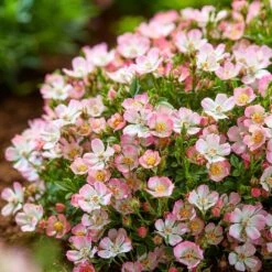 Rosa Cutie Pie ('ROP007') (PBR) 10 Rosa Cutie Pie ('ROP007') (PBR) -Pure Botanica pl2000041521 card5 lg