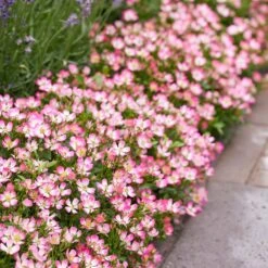 Rosa Cutie Pie ('ROP007') (PBR) 11 Rosa Cutie Pie ('ROP007') (PBR) -Pure Botanica pl2000041521 card6 lg