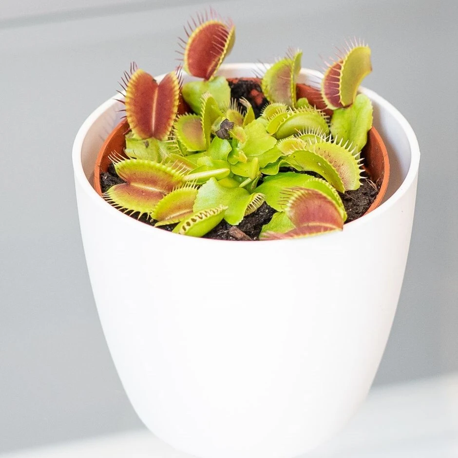 Venus Fly TrapDionaea Muscipula & Pot Cover 1 Venus Fly TrapDionaea Muscipula & Pot Cover