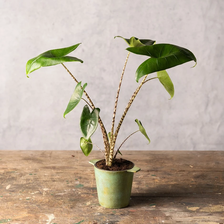 Alocasia Zebrina 1 Alocasia Zebrina