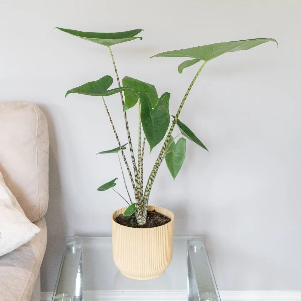 Alocasia Zebrina 2 Alocasia Zebrina - Image 2