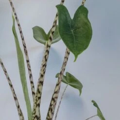 Alocasia Zebrina 8 Alocasia Zebrina -Pure Botanica pl2000042556 card4 lg