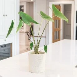 Alocasia Zebrina 9 Alocasia Zebrina -Pure Botanica pl2000042556 card5 lg