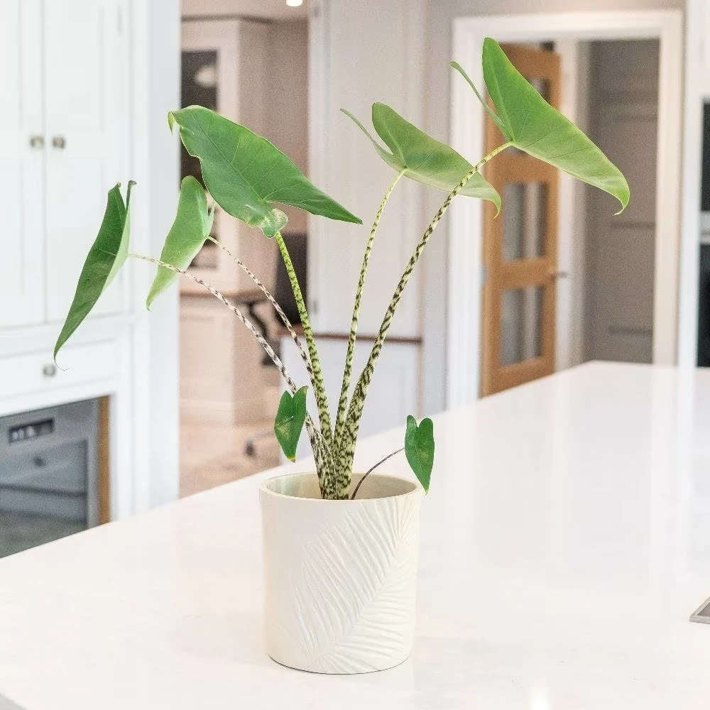 Alocasia Zebrina 5 Alocasia Zebrina - Image 5