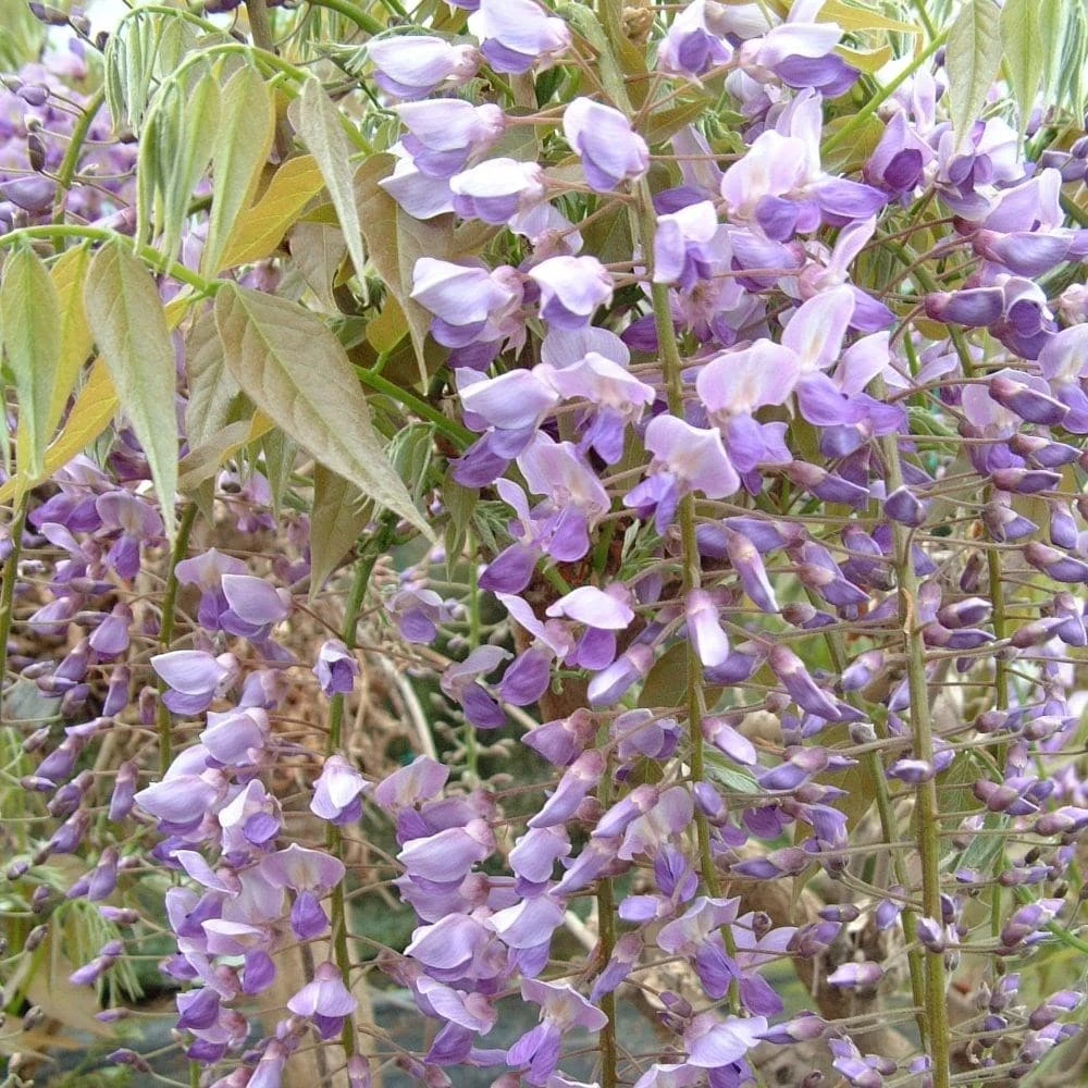 Wisteria Floribunda 'Kokuryū' 2 Wisteria Floribunda 'Kokuryū' - Image 2