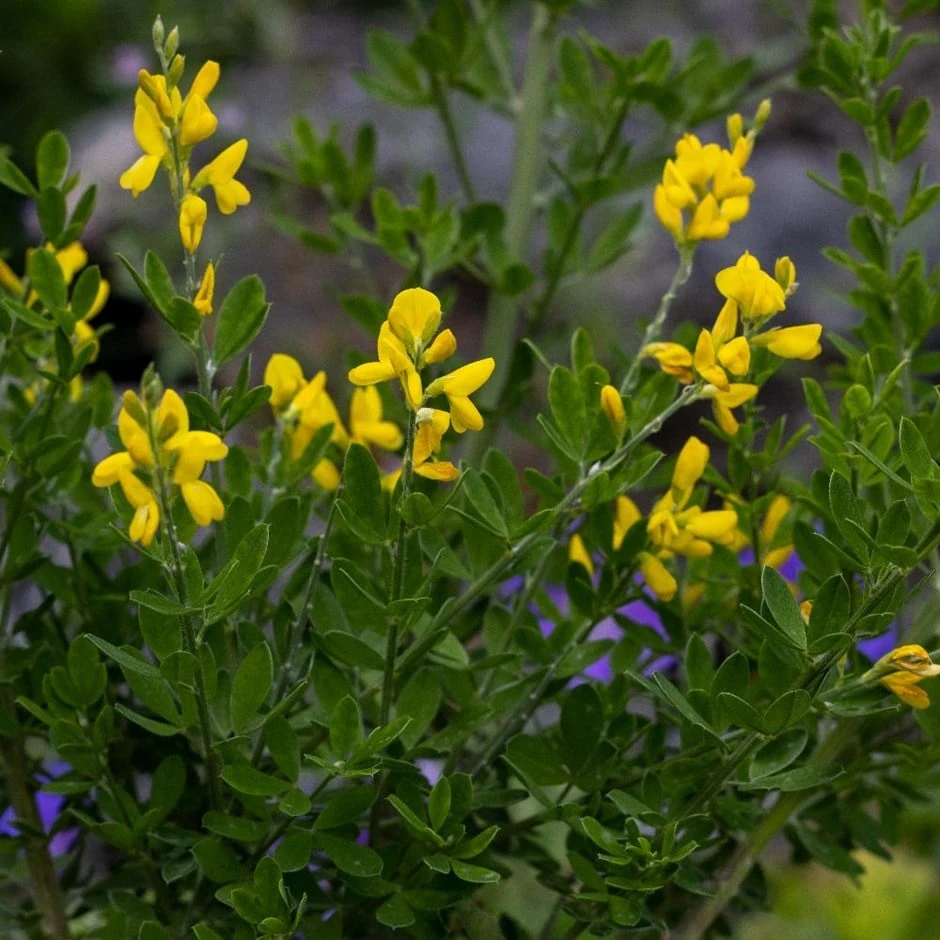 Genista 'Porlock' 1 Genista 'Porlock'