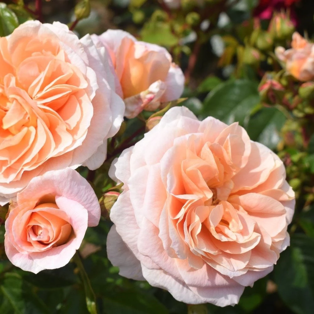 Rosa It's A Wonderful Life ('Dictwix') (PBR) 2 Rosa It's A Wonderful Life ('Dictwix') (PBR) - Image 2