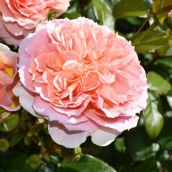 Rosa It's A Wonderful Life ('Dictwix') (PBR) 5 Rosa It's A Wonderful Life ('Dictwix') (PBR) -Pure Botanica pl2000043181 card3 lg