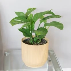 Monstera Pinnatipartita -Pure Botanica pl2000043220 card3 lg