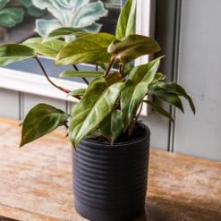 Philodendron 'Painted Lady' -Pure Botanica pl2000043224 card3 lg