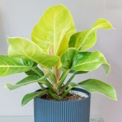 Philodendron 'Moonlight' -Pure Botanica pl2000043226 card3 lg