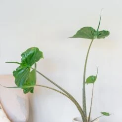 Alocasia 'Stingray' -Pure Botanica pl2000043240 card3 lg