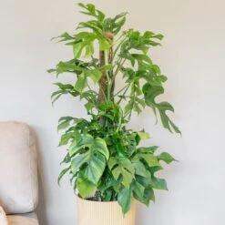 Rhaphidophora Tetrasperma 5 Rhaphidophora Tetrasperma -Pure Botanica pl2000043241 card3 lg