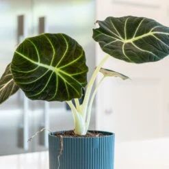 Alocasia 'Black Velvet' -Pure Botanica pl2000043242 card3 lg