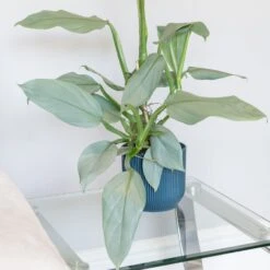 Philodendron 'Silver Queen' -Pure Botanica pl2000043244 card3 lg