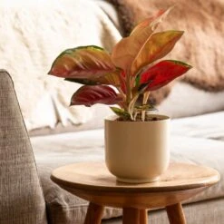 Aglaonema 'Star Orange' -Pure Botanica pl2000043247 card3 lg