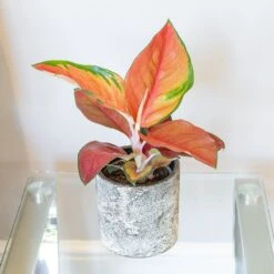 Aglaonema 'Red Star' -Pure Botanica pl2000043248 card3 lg