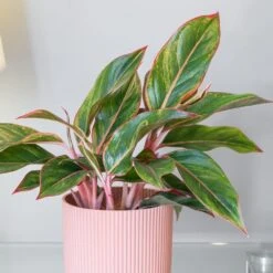 Aglaonema 'Star Light Pink' 5 Aglaonema 'Star Light Pink' -Pure Botanica pl2000043249 card3 lg