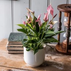 Anthurium 'Champion Lilli'