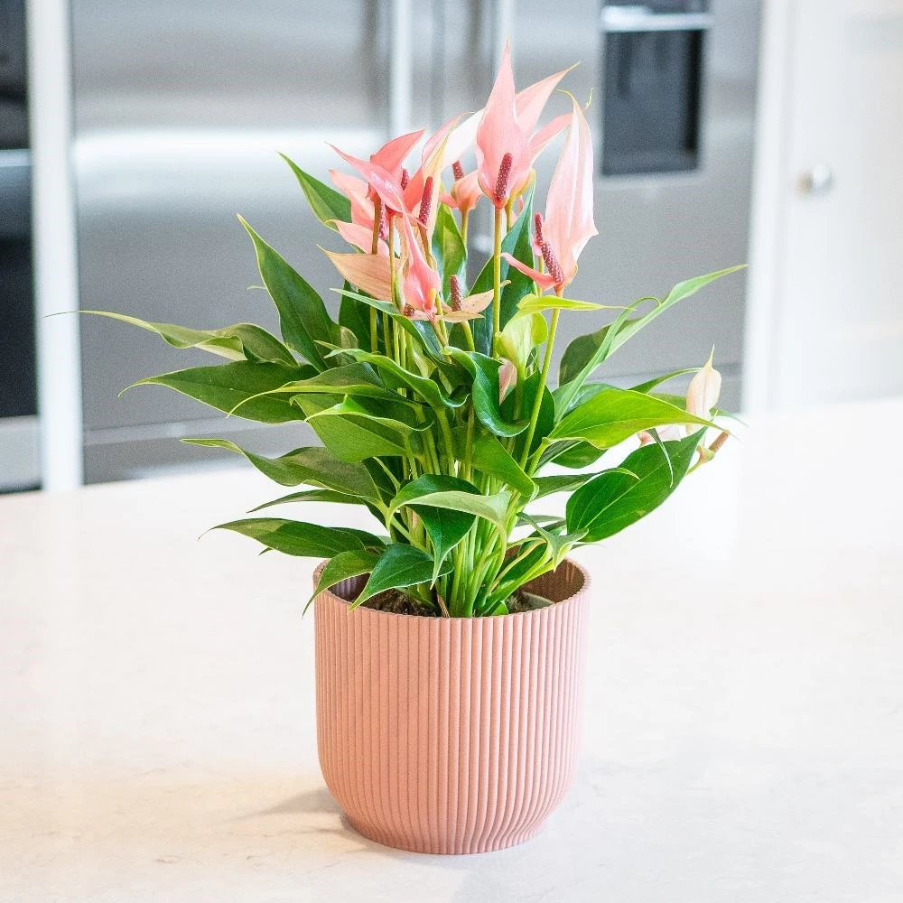 Anthurium 'Champion Lilli' 3 Anthurium 'Champion Lilli' - Image 3