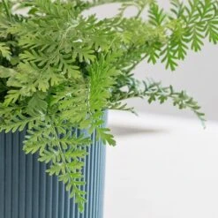 Asplenium 'Parvati' -Pure Botanica pl2000043255 card5 lg