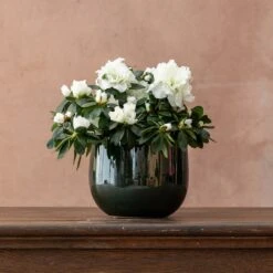 Azalea Flandresse 'White' 7 Azalea Flandresse 'White' -Pure Botanica pl2000043256 card3 lg