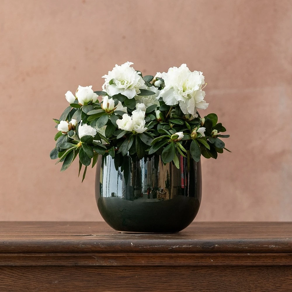 Azalea Flandresse 'White' 3 Azalea Flandresse 'White' - Image 3