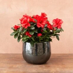 Azalea Flandresse 'Red' 10 Azalea Flandresse 'Red' -Pure Botanica pl2000043257 card4 lg